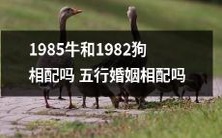 根据五行学说，1985年出生的牛和1982年出生的狗是否具备婚姻配对的完美五行相容性？