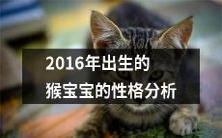 一窥2016年出生的猴宝宝个性特征：性格分析与探究