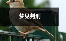 当我在梦中被判刑：一个深刻的心理体验，如何解读并管理这种情绪？