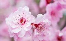 利用姓名测算桃花运程，揭示你是否命中有桃花集结，有利于你的情感关系和婚姻生活