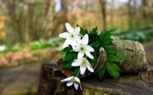 1948年属鼠的人面临着哪些命运安排？探寻1948属鼠人的灾难岁月