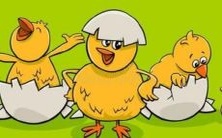 鸡鼠破的含义及鸡鼠夫妻的后代类型分析