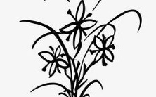 属虎女五行中缺乏金属性，那么应该戴上哪些饰品或物品以弥补缺陷？