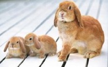 39岁属兔女在2023年的健康运势如何？她的今年生活状况是怎样的呢？