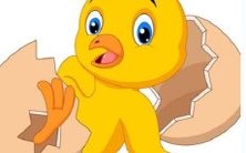 鸡马共处：哪种交配产生的后代最优？鸡与马的交叉繁殖是否会对某些生物造成不利影响？