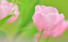 孕妇在梦里看到盛开的花朵是什么寓意呢？