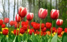 名副其实的精致女性，微博名字优雅且富有内涵