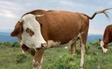 详解：预测1997年属牛人在2023年兔年的运势和运程，包括26岁生肖牛每个月的运势分析