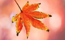 做梦见飞过黑色的鸽子，你猜这象征着什么呢？