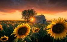 当女人梦见钱包被偷时，她痛苦哭泣，体现心理强烈焦虑和财务安全性的重要性