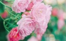 蓁的绝佳搭档：超全带蓁字的好听名字大全