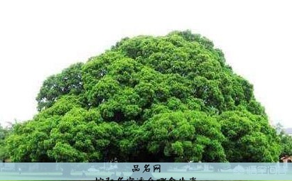 榕取名字适合哪个生肖