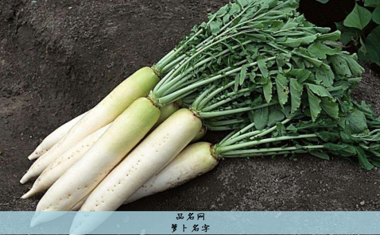 萝卜名字