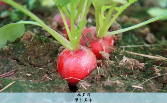 萝卜名字