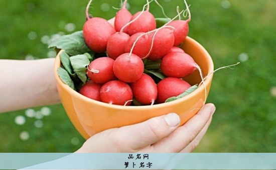 萝卜名字