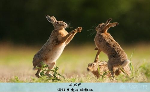 诗经里兔子的雅称