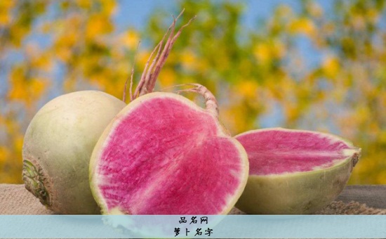 萝卜名字