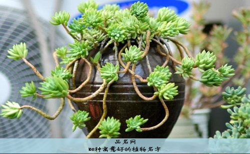 100种寓意好的植物名字