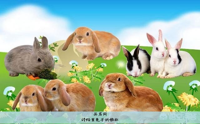诗经里兔子的雅称