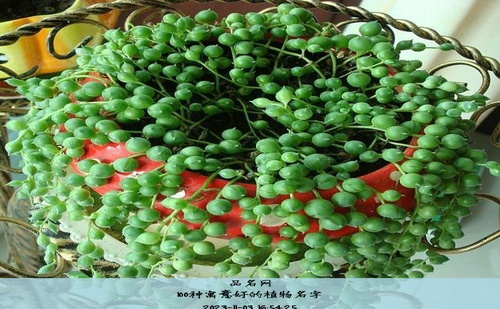 100种寓意好的植物名字