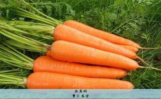 萝卜名字