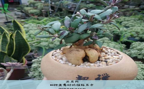 100种寓意好的植物名字