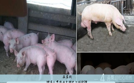猪在人类农业文明史上的起源