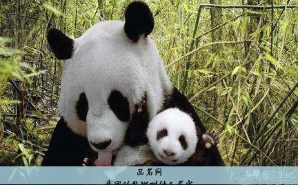 我国的熊猫叫什么名字