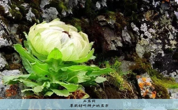 草药好听稀少的名字