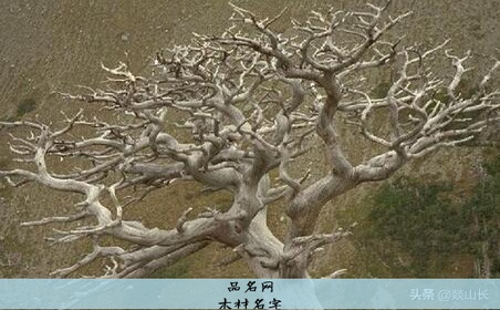 木材名字