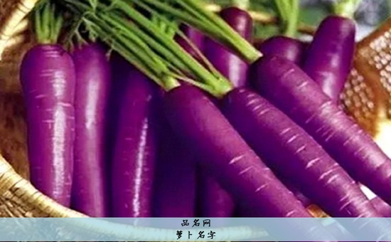 萝卜名字