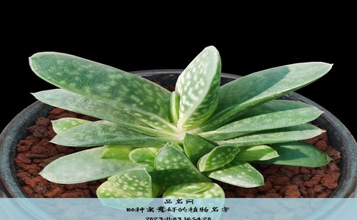 100种寓意好的植物名字