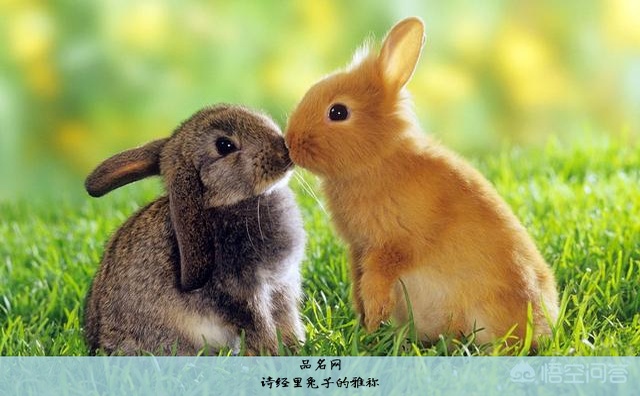 诗经里兔子的雅称