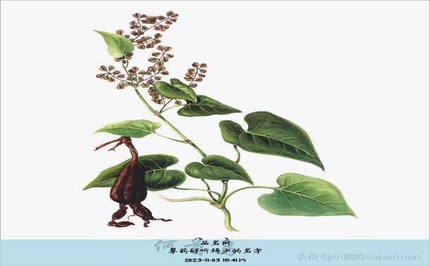 草药好听稀少的名字