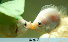 小白狗名字大全可爱