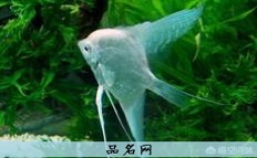 小白狗名字大全可爱