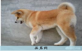 日系狗狗名字