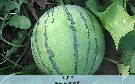 西瓜品种图片