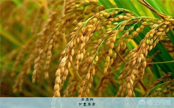 分类名字