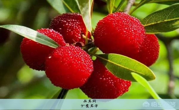 分类名字