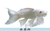 小白狗名字大全可爱