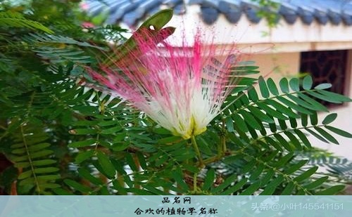 合欢的植物学名称