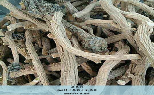 12000种中草药大全名称
