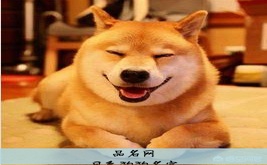 日系狗狗名字