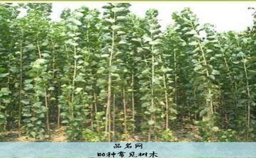 100种常见树木