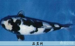 小白狗名字大全可爱