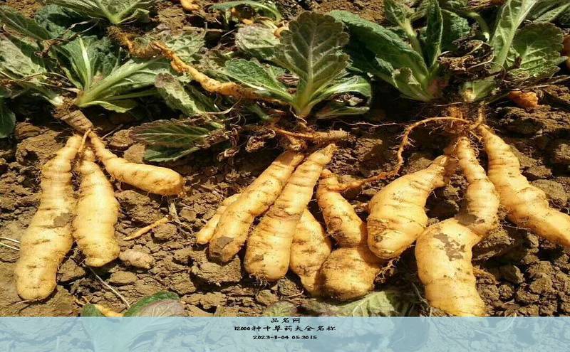 12000种中草药大全名称
