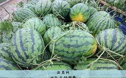 西瓜品种图片