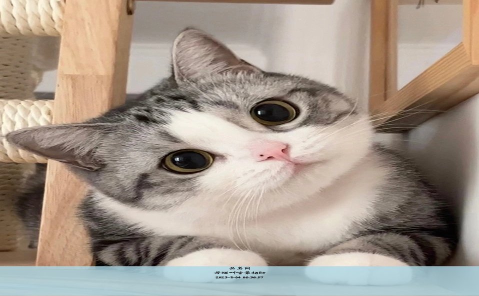 母猫叫啥最招财