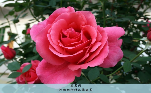 河南南阳什么最出名